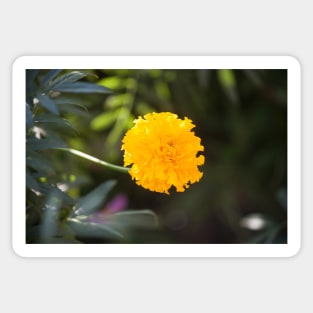 Marigold III Sticker